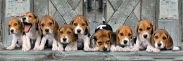 1000 elementów Panorama High Quality Beagles